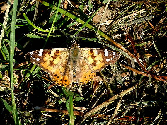 babôčka bodliaková Vanessa cardui