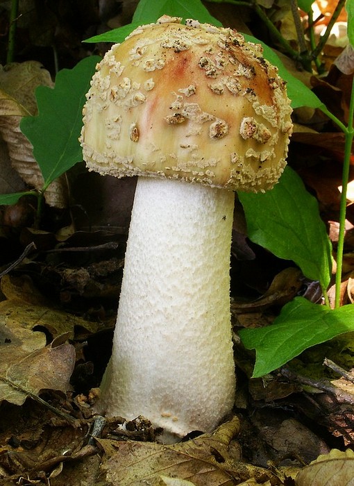 muchotrávka červenkastá Amanita rubescens Pers.