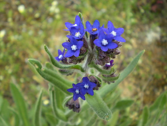 smohla lekárska Anchusa officinalis L.