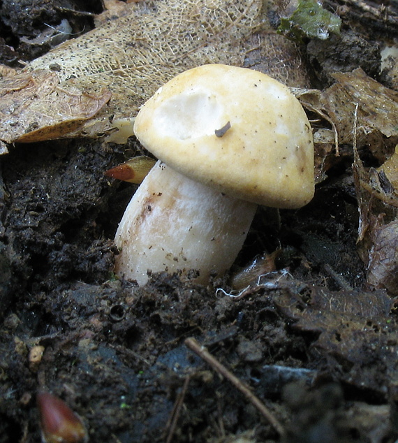 čírovnica májová Calocybe gambosa (Fr.) Donk