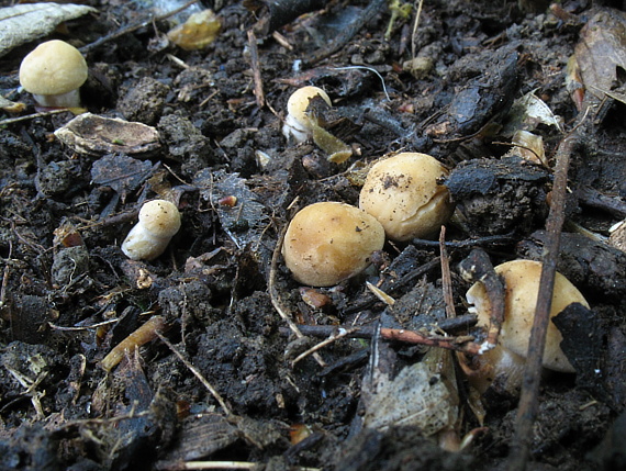 čírovnica májová Calocybe gambosa (Fr.) Donk