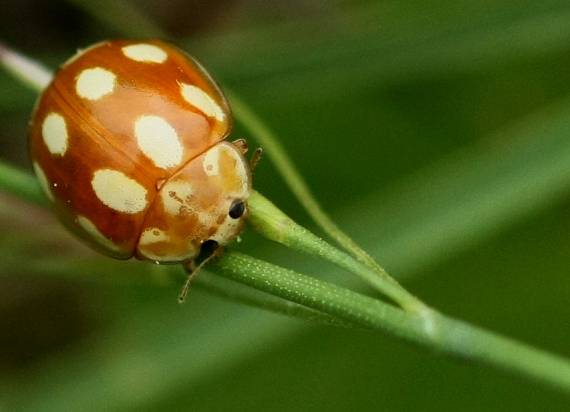 lienka  Calvia decemguttata