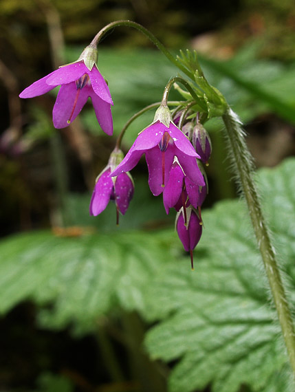 kortúza matthiolova Cortusa matthioli L.