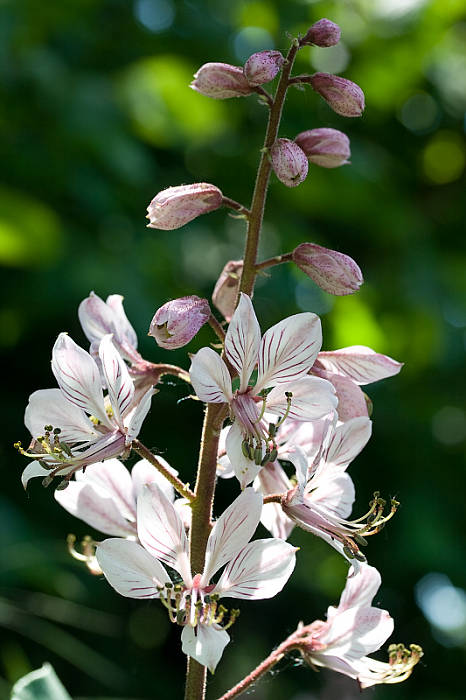 jasenec biely Dictamnus albus L.