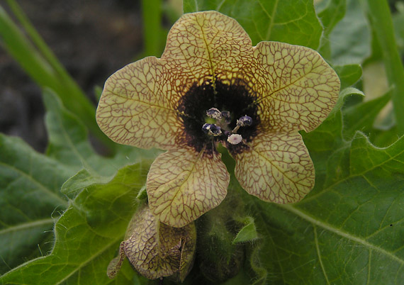 blen čierny - blín černý Hyoscyamus niger L.