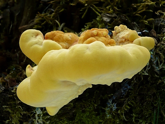 sírovec obyčajný  Laetiporus sulphureus (Bull.) Murrill