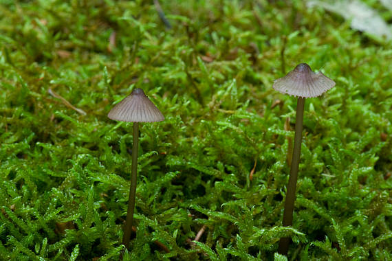 prilbička Mycena sp.