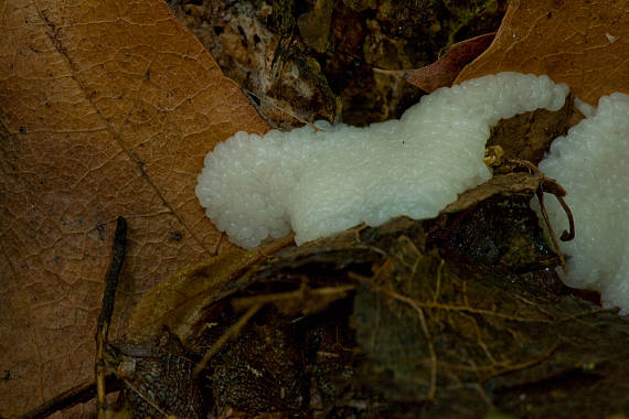 slizovka Myxomycetes