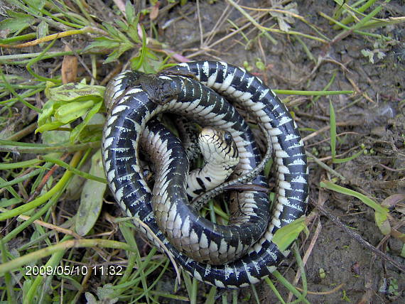 užovka obojkova Natrix natrix