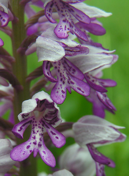 vstavač vojenský  Orchis militaris L.