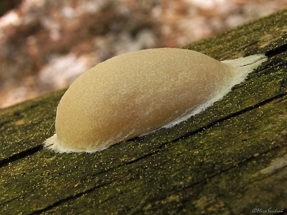 sieťnatka obyčajná Reticularia lycoperdon Bull.