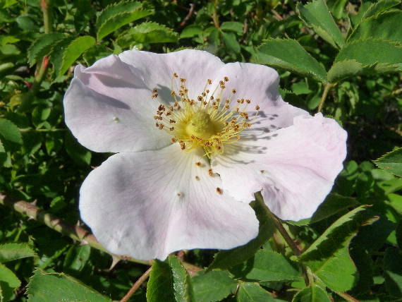 šípka kvet Rosa canina L.