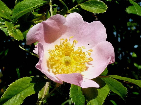 šipka kvet Rosa canina L.