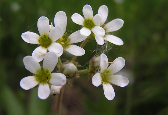 lomikameň cibuľkatý - lomikámen cibulkatý Saxifraga bulbifera L.