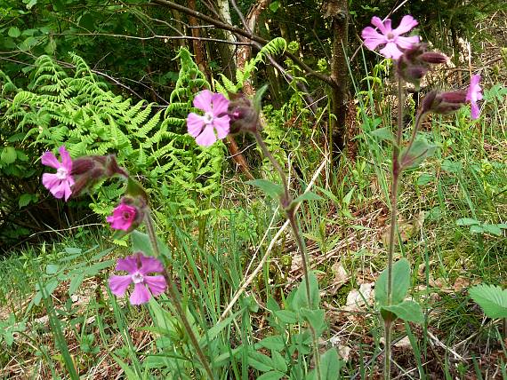 silenka dvoudomá - knotovka červená Silene dioica  (L.) Clairv.