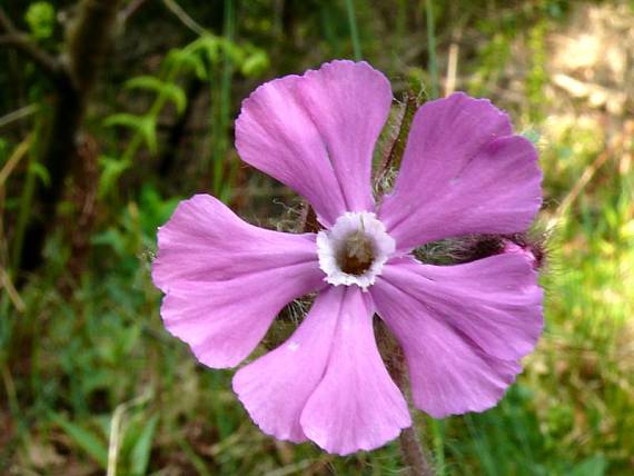 silenka dvoudomá - knotovka červená Silene dioica  (L.) Clairv.