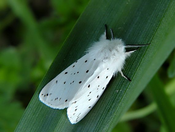 spriadač obyčajný Spilosoma lubricipeda