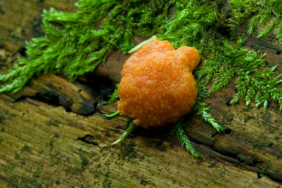 jahodník sasankovitý Tubifera ferruginosa (Batsch) J.F. Gmel.