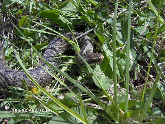 vretenica severna Vipera berus