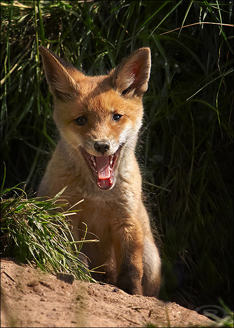 líška hrdzavá Vulpes vulpes