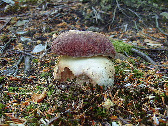 hríb sosnový Boletus pinophilus Pil. et Dermek in Pil.