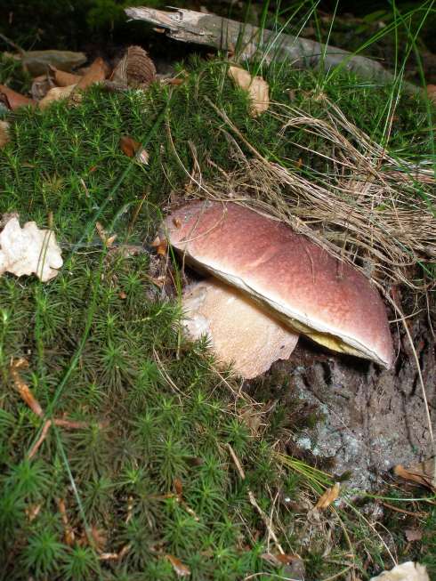 hríb sosnový Boletus pinophilus Pil. et Dermek in Pil.