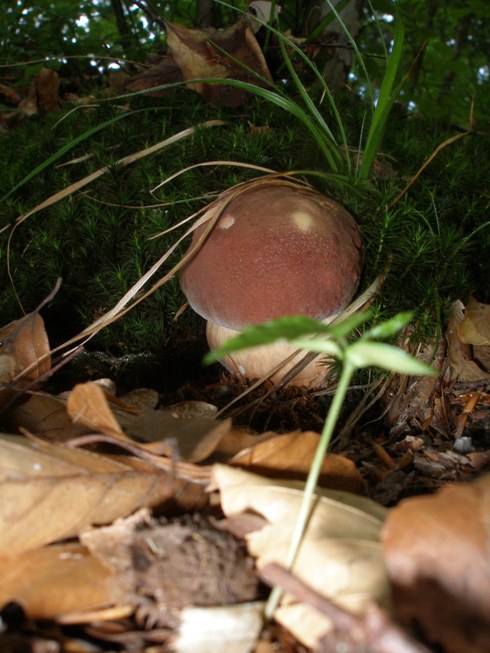 hríb sosnový Boletus pinophilus Pil. et Dermek in Pil.