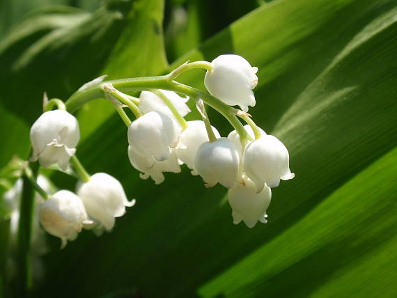 konvalinka voňavá Convallaria majalis L.