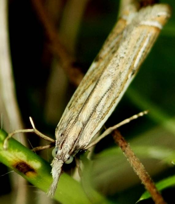 trávovec lúčny Crambus lathoniellus