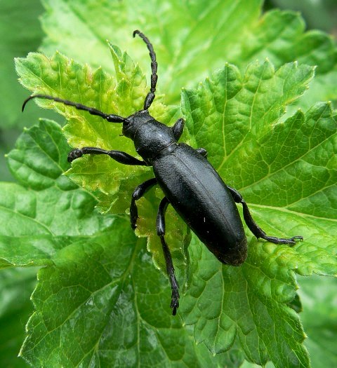 fuzáč čierny Dorcadion aethiops