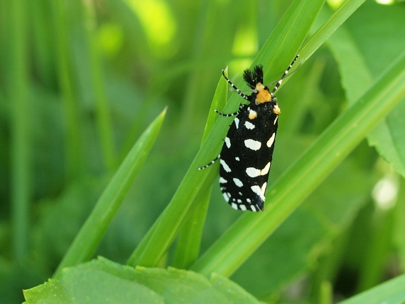 moľa ozdobná Euplocamus anthracinalis