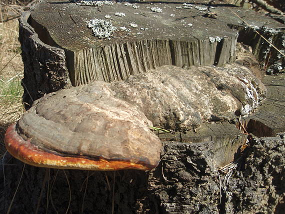 práchnovček pásikavý Fomitopsis pinicola (Sw.) P. Karst.