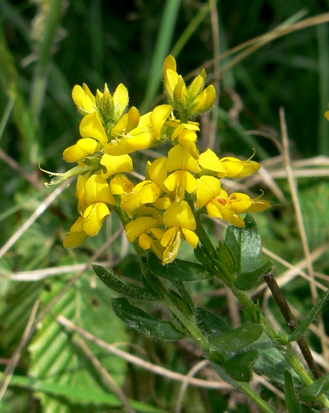 kručinka farbiarska Genista tinctoria L.