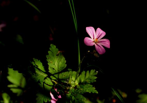 pakost smradľavý Geranium robertianum L.