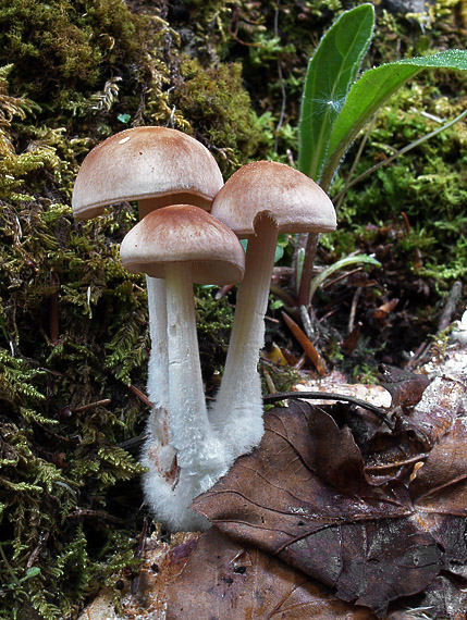 peniazovka huňatá Gymnopus hariolorum (Bull.) Antonín, Halling & Noordel.