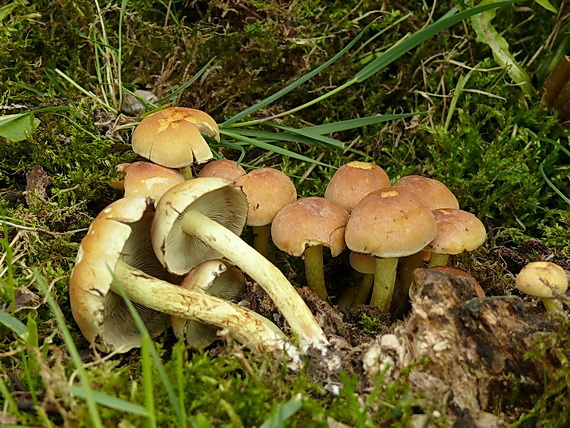 strapcovka zväzkovitá Hypholoma fasciculare (Huds.) P. Kumm.