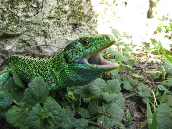 jašterica krátkohlavá Lacerta agilis