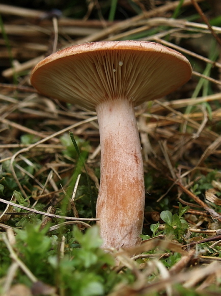 rýdzik Lactarius sp.