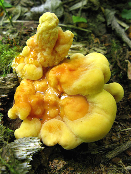 sírovec obyčajný Laetiporus sulphureus (Bull.) Murrill