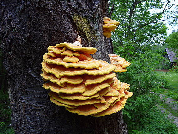 sírovec obyčajný Laetiporus sulphureus (Bull.) Murrill