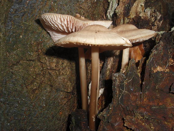 prilbička ružovolupeňová Mycena galericulata (Scop.) Gray