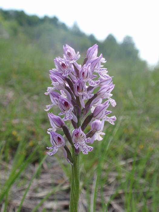 neotinea trojzubá Neotinea tridentata (Scop.) R. M. Bateman, Pridceon et M. W. Chase