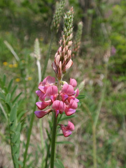 vičenec vikolistý Onobrychis viciifolia Scop.