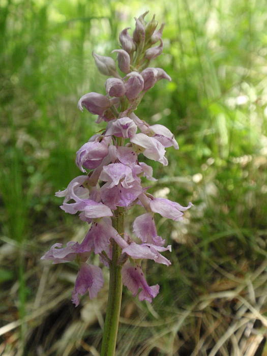 vstavač mužský poznačený Orchis mascula subsp. signifera (Vest) Soó