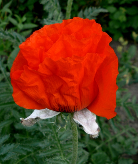 mak vlčí Papaver rhoeas L.