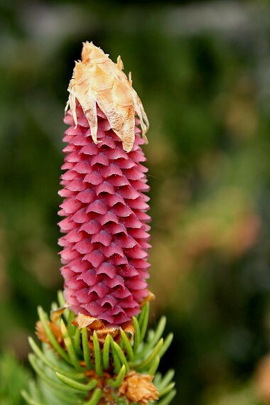 smrek obyčajný - smrk ztepilý Picea abies (L.) H. Karst.