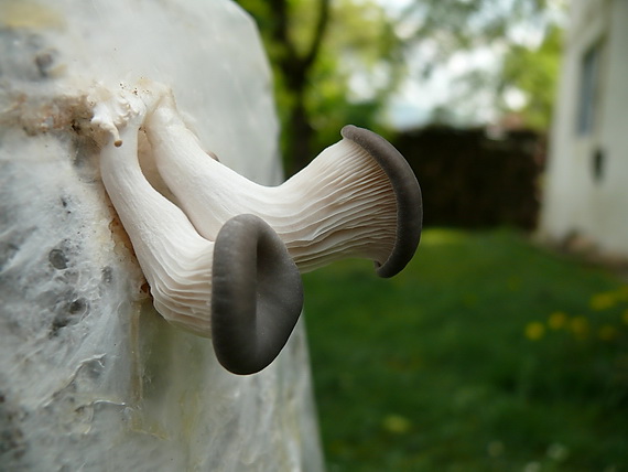 hliva ustricovitá Pleurotus ostreatus (Jacq.) P. Kumm.