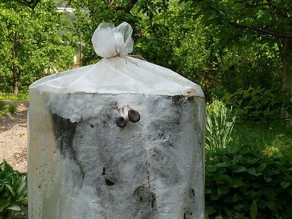 hliva ustricovitá Pleurotus ostreatus