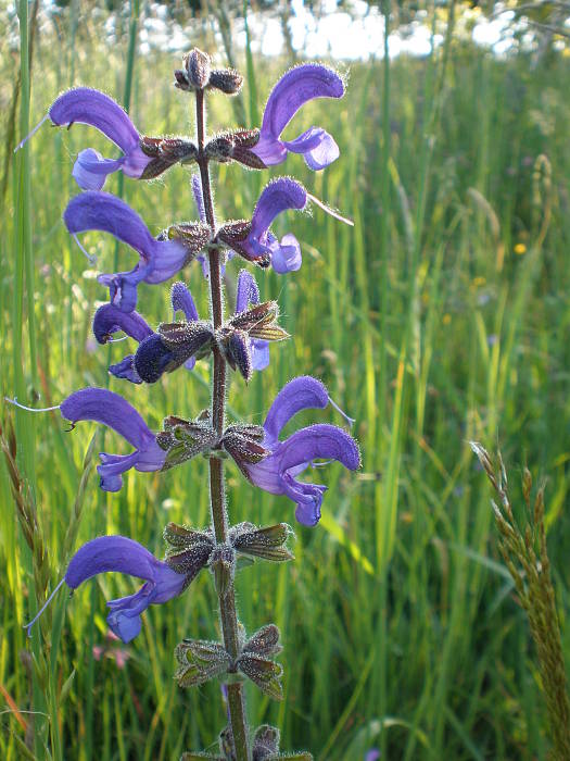 šalvia lúčna Salvia pratensis L.