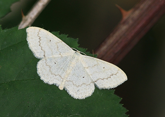 piadica marinková Scopula floslactata